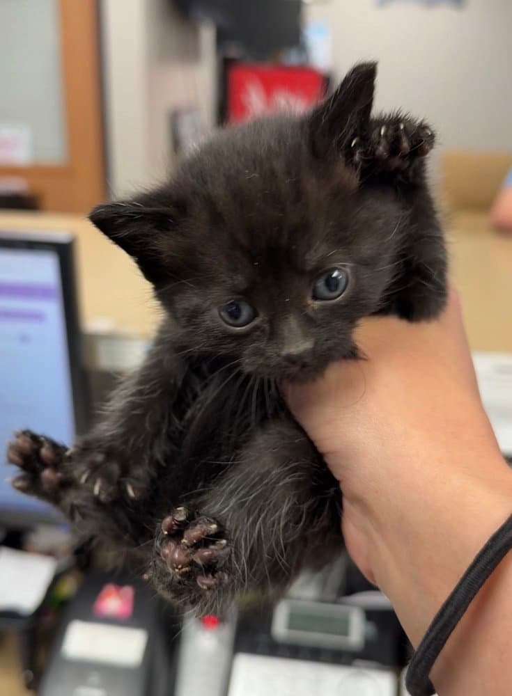 Mamba - Domestic Short Hair