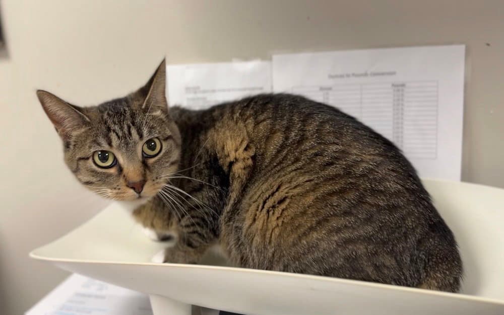 Tulip - Domestic Short Hair