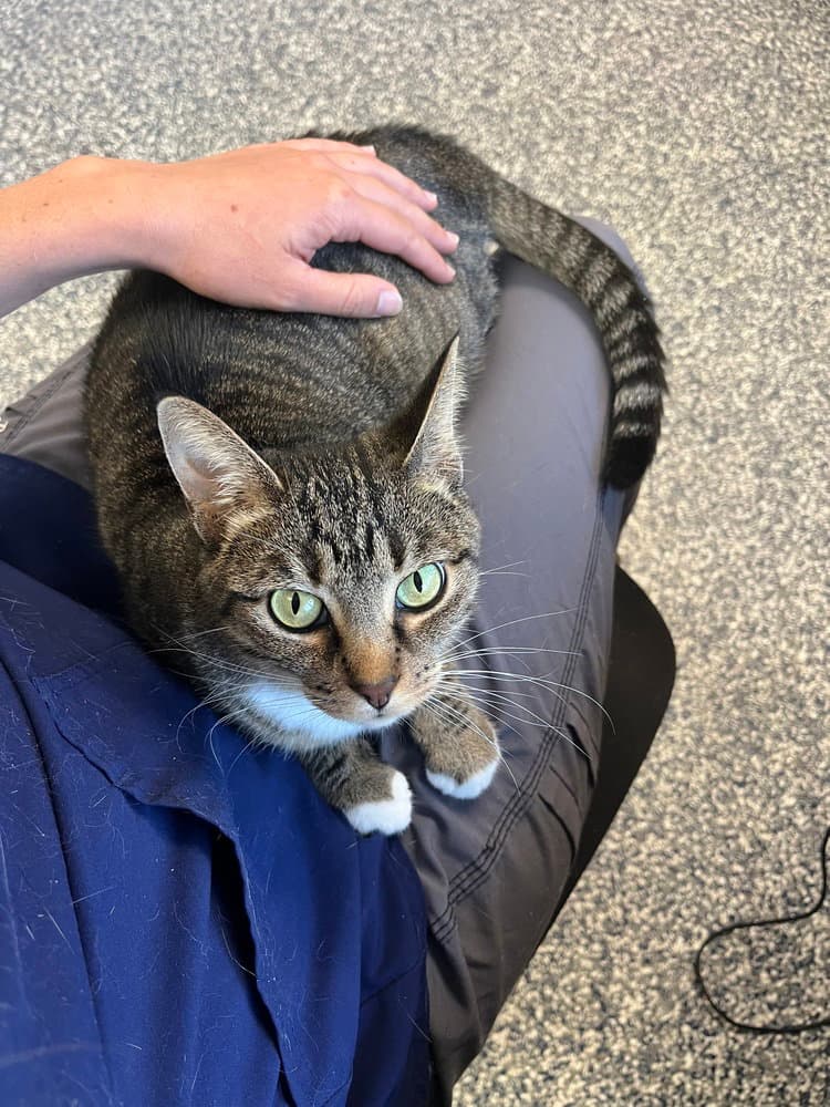 Tulip - Domestic Short Hair