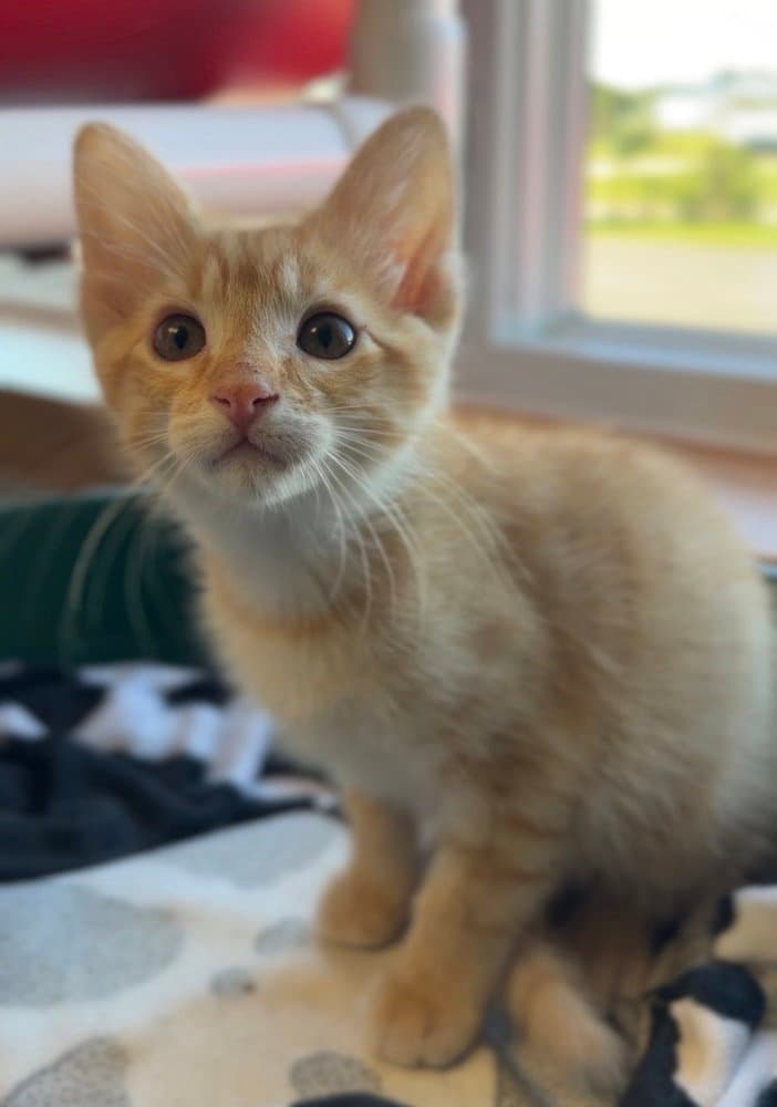 George - Domestic Short Hair