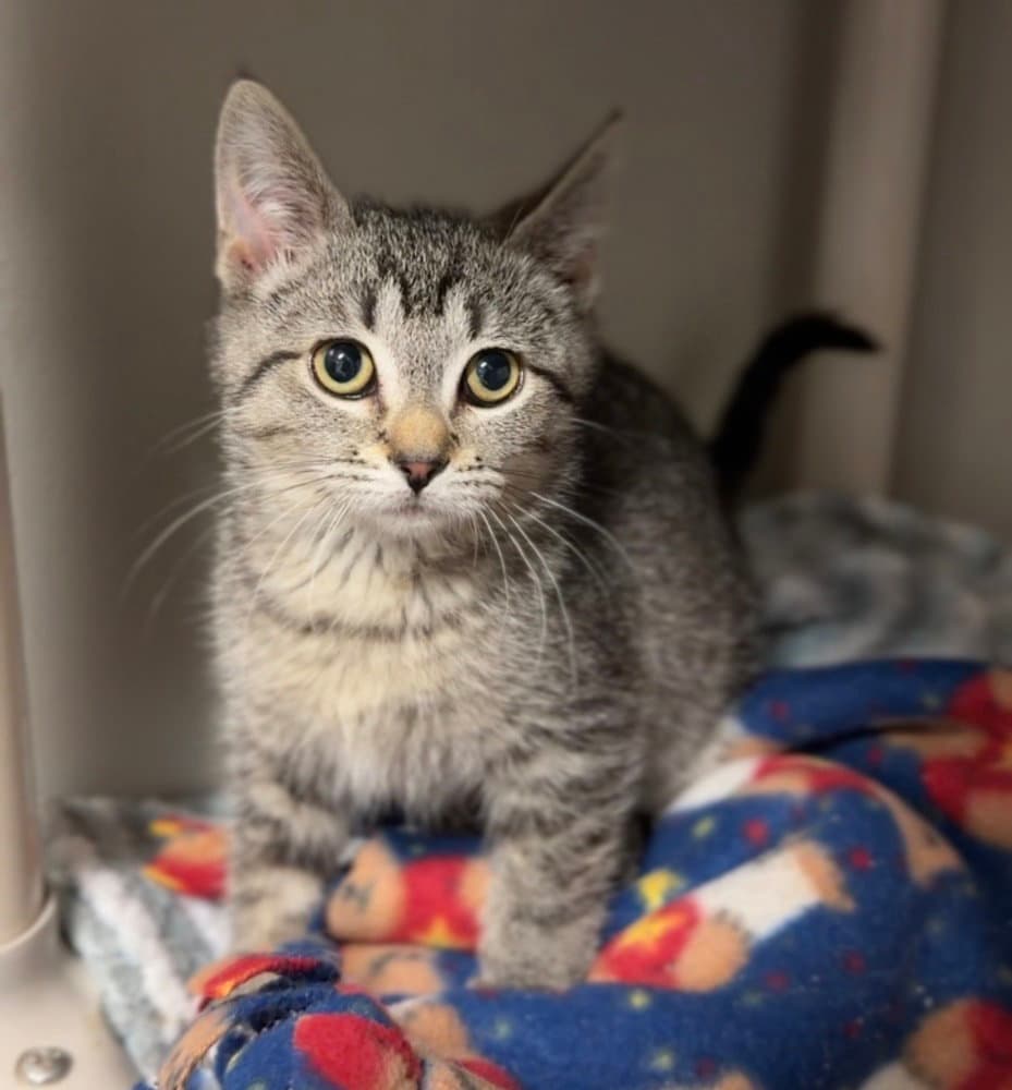 Tiger - Domestic Short Hair