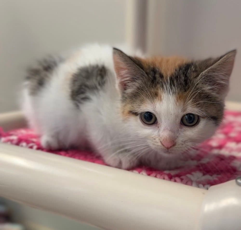 Topaz - Domestic Short Hair