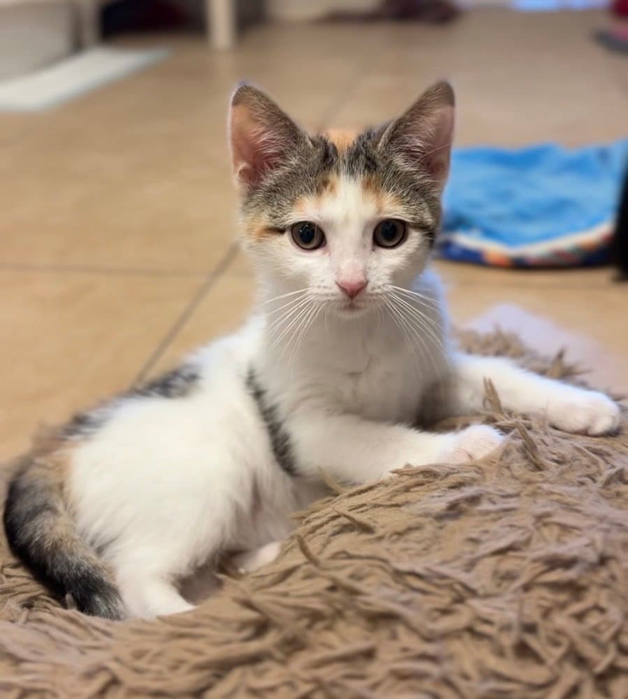 Topaz - Domestic Short Hair