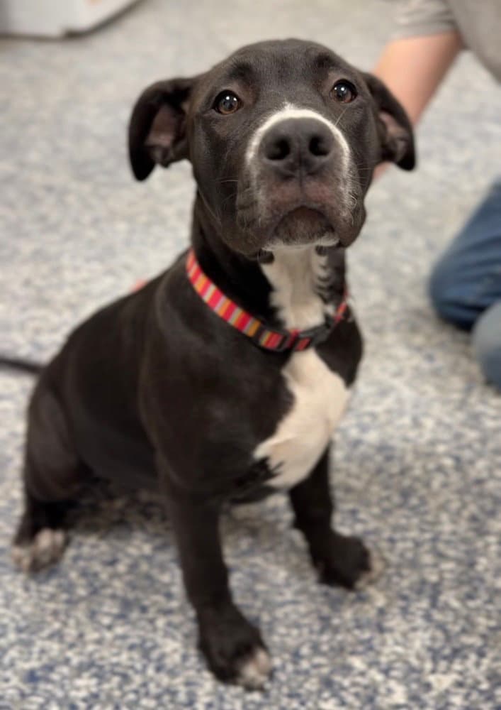 Bella - Terrier