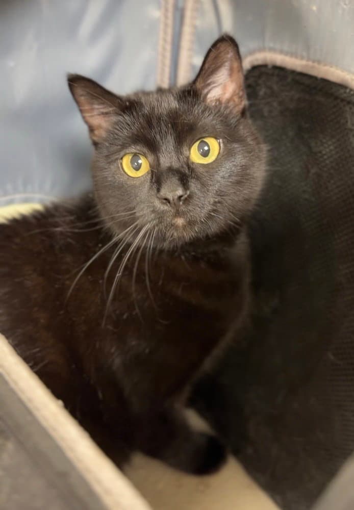 Nightshade - Domestic Short Hair