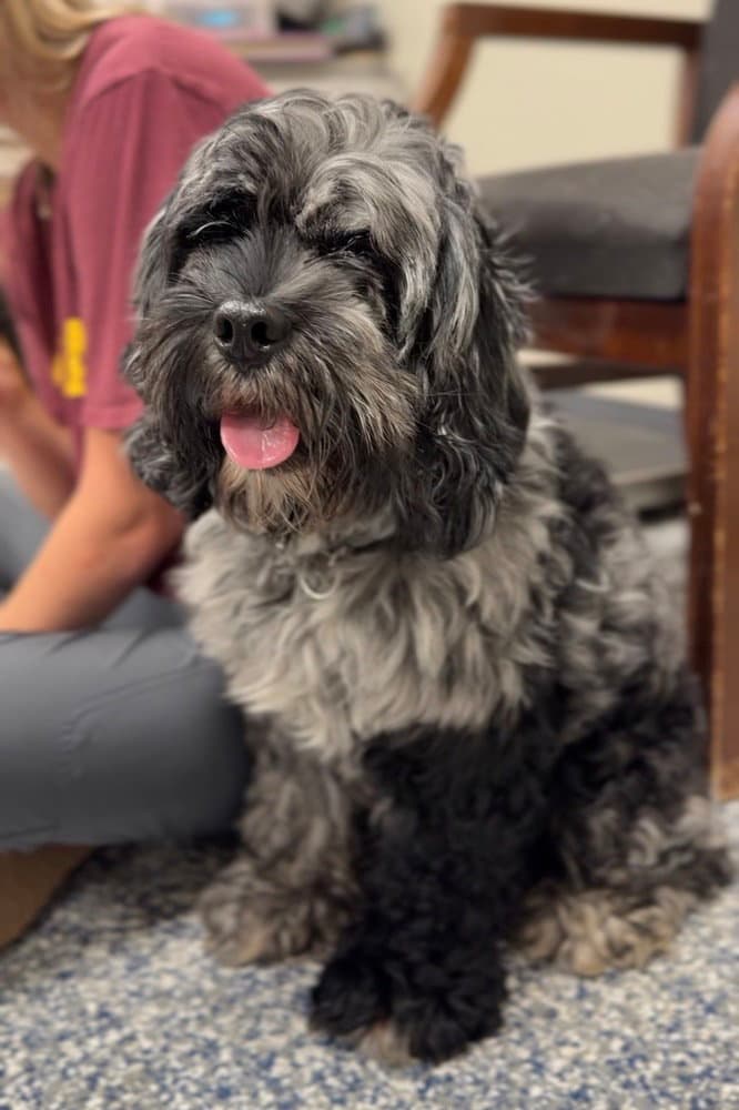 Oakley - Cockapoo