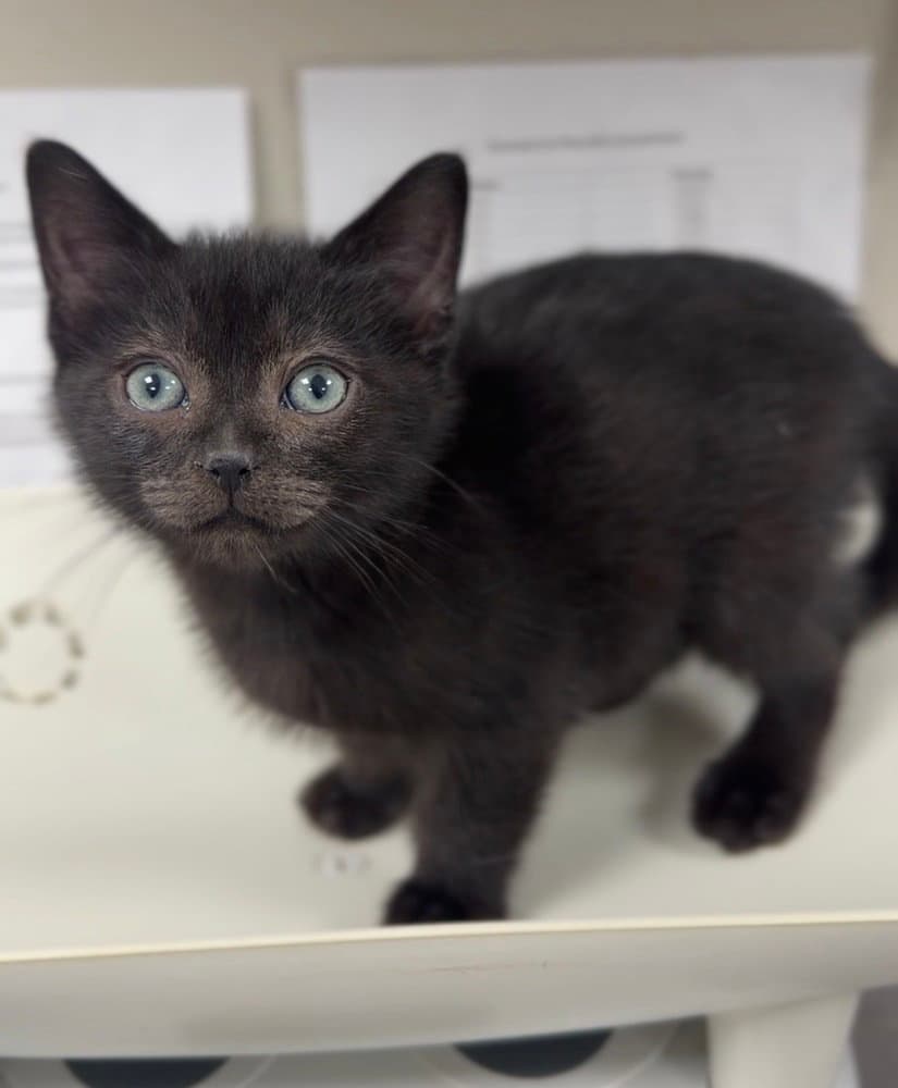 Arthur - Domestic Short Hair