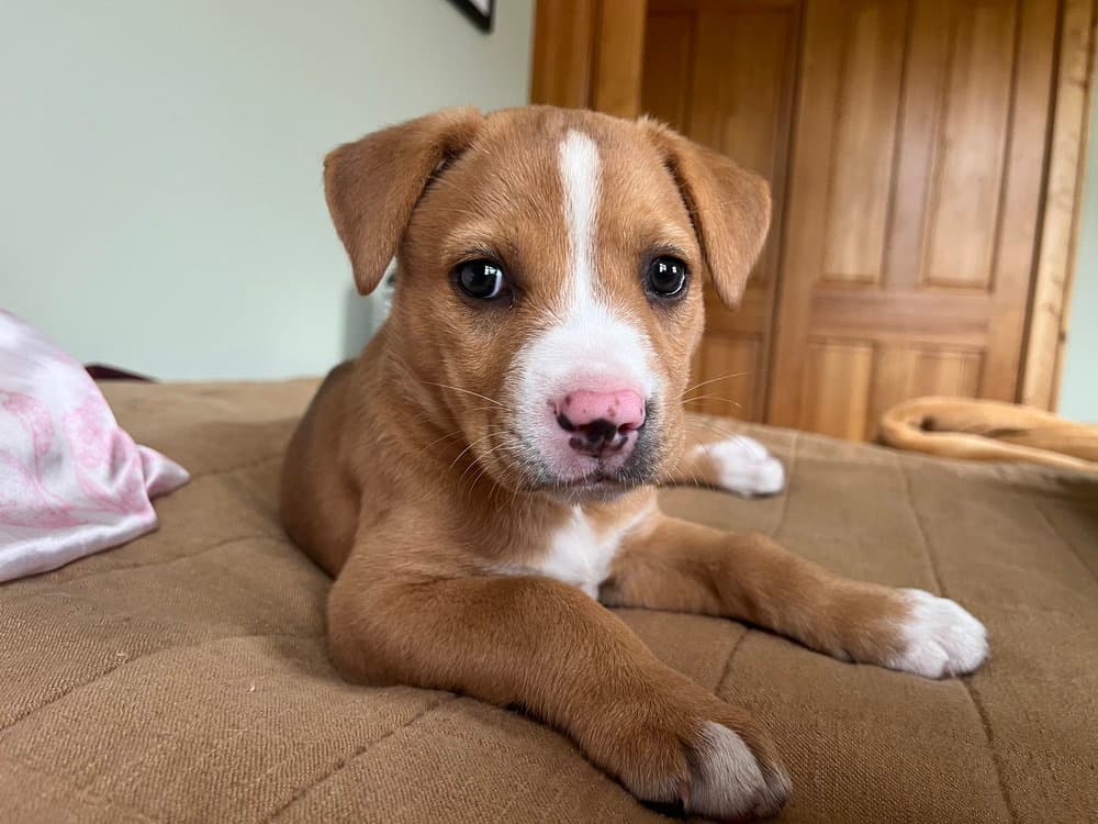 Rose - Terrier