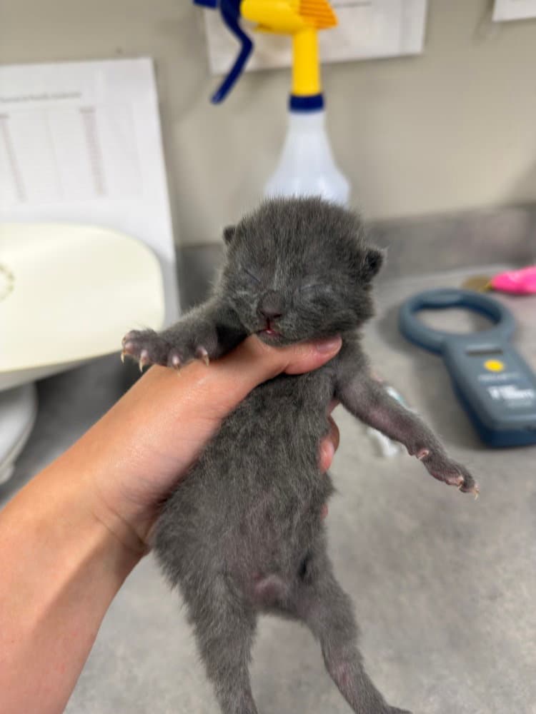 Jaimeekitten - Domestic Short Hair