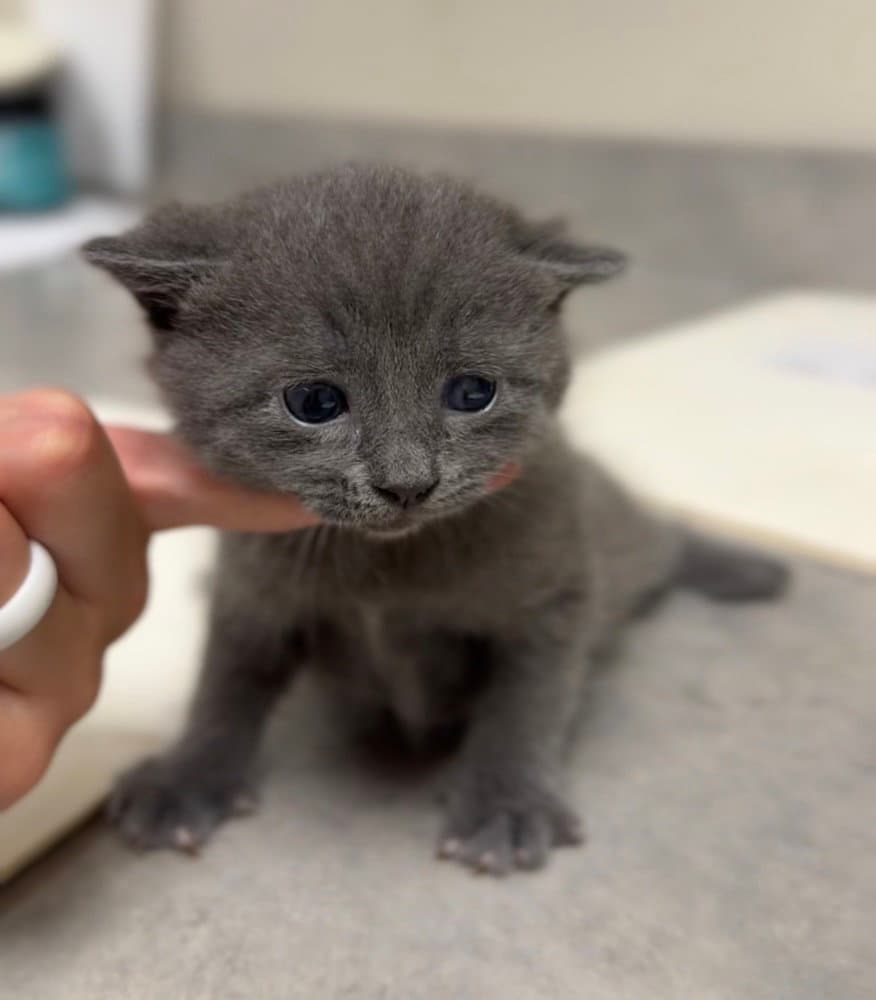 Jaimeekitten - Domestic Short Hair
