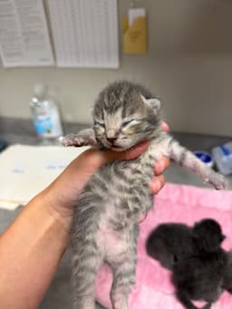 Jaimeekitten image 1