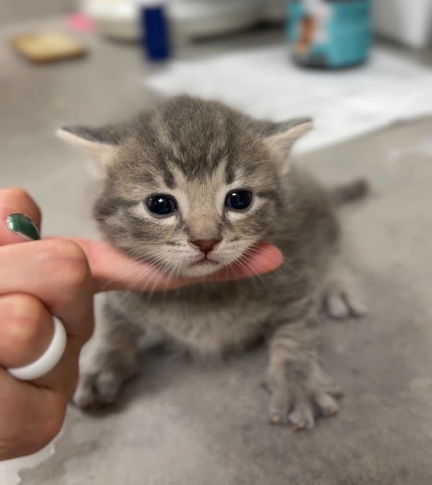 Jaimeekitten - Domestic Short Hair