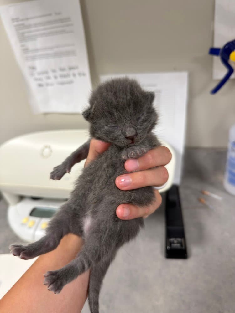 Jaimeekitten - Domestic Short Hair