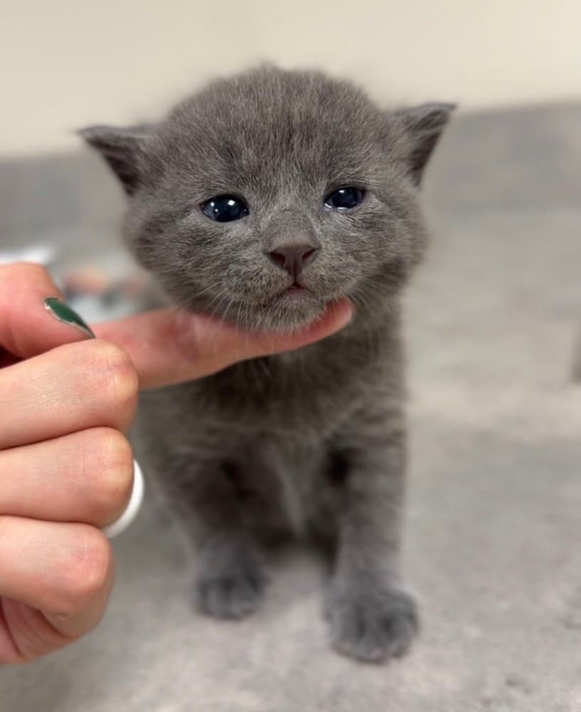 Jaimeekitten - Domestic Short Hair