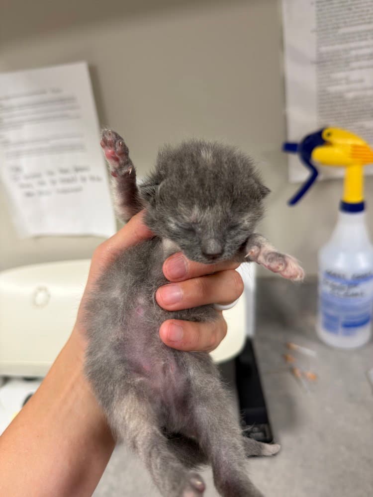 Jaimeekitten - Domestic Short Hair