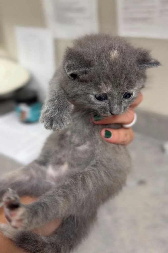Jaimeekitten - Domestic Short Hair