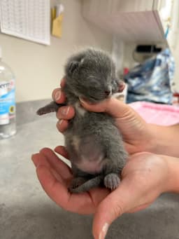 Jaimeekitten image 1