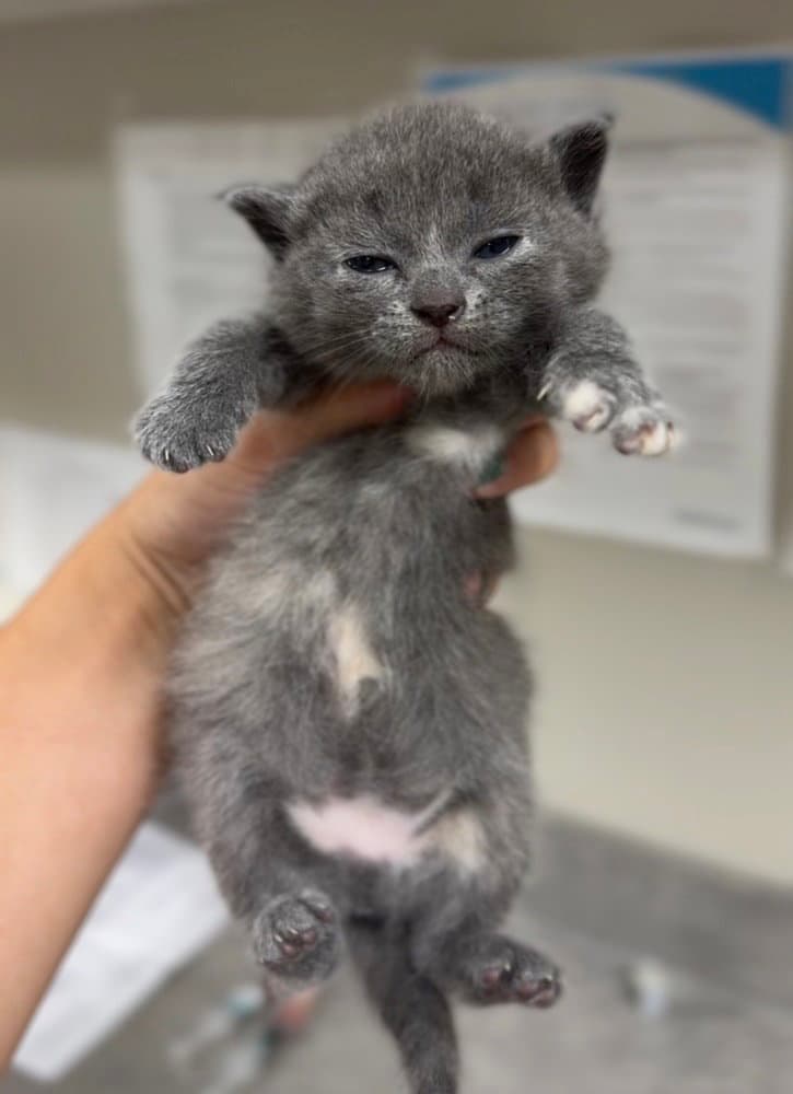 Jaimeekitten - Domestic Short Hair