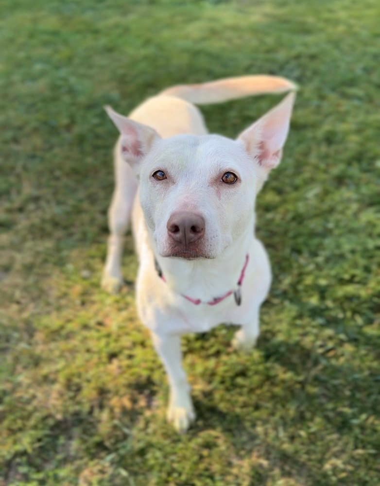 Hazel - Terrier