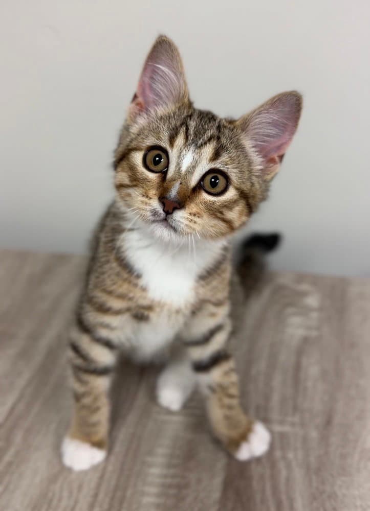 Peter Parker - Domestic Short Hair