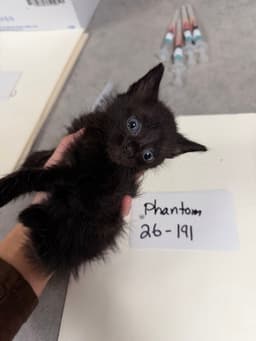 Phantom image 2