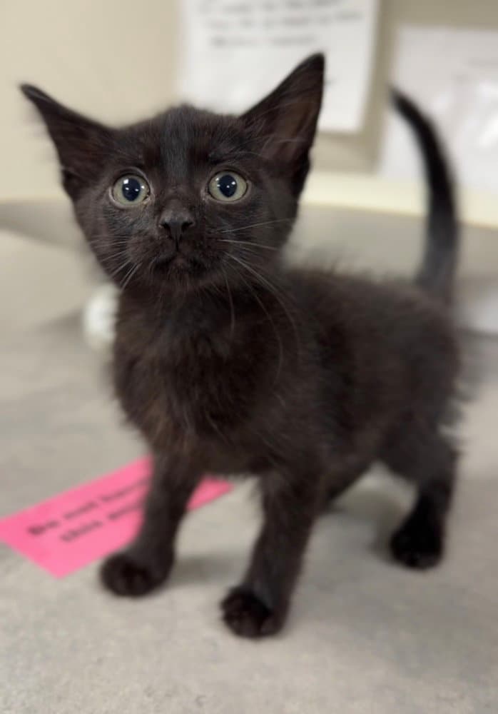 Phantom - Domestic Short Hair