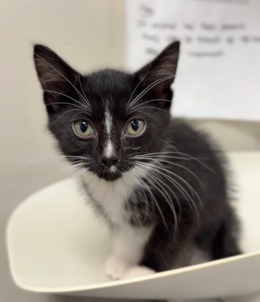 Mustang - Domestic Short Hair