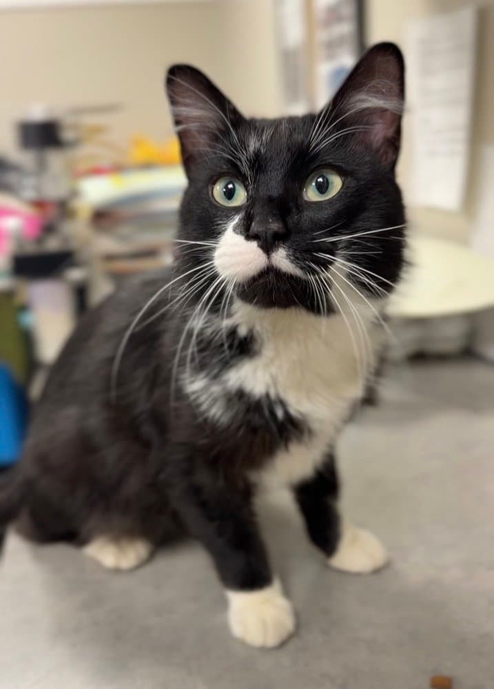 Sylvester - Domestic Medium Hair