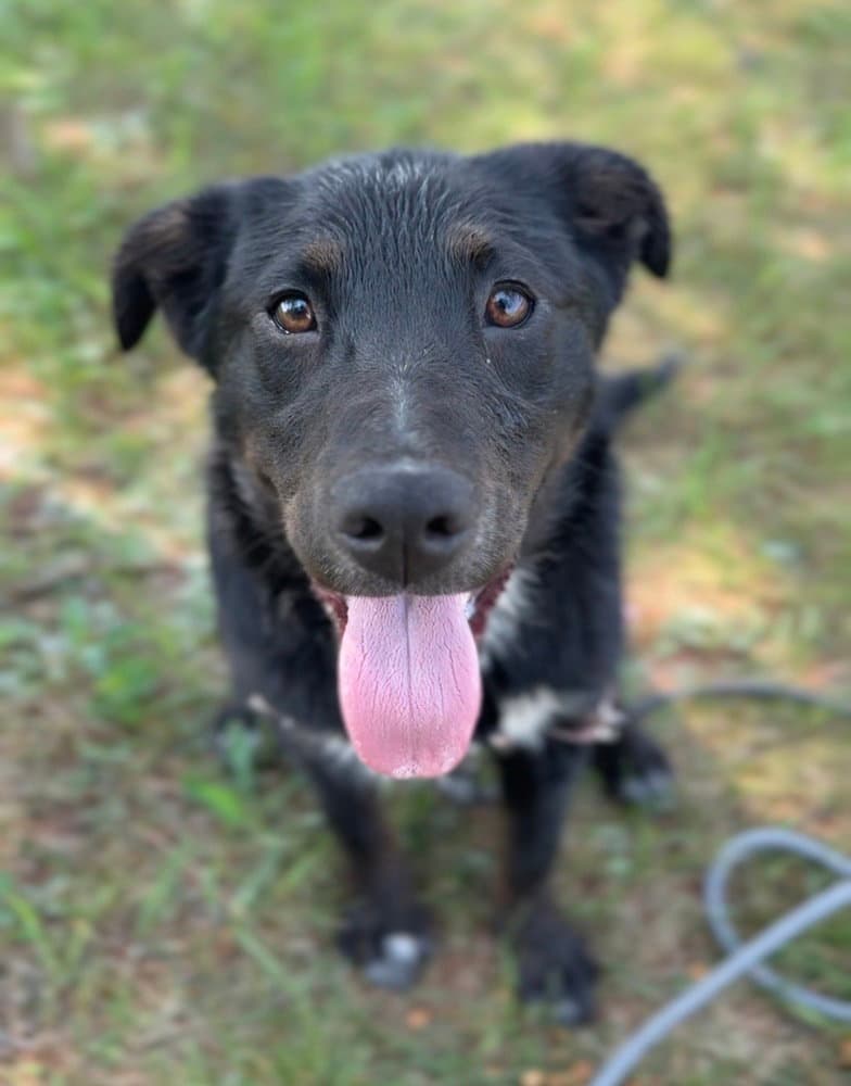 Jeanette - Australian Shepherd