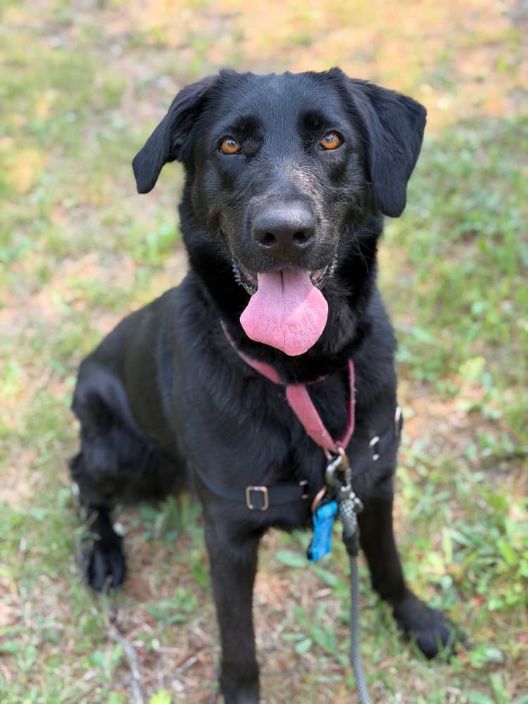 Polly - Labrador Retriever