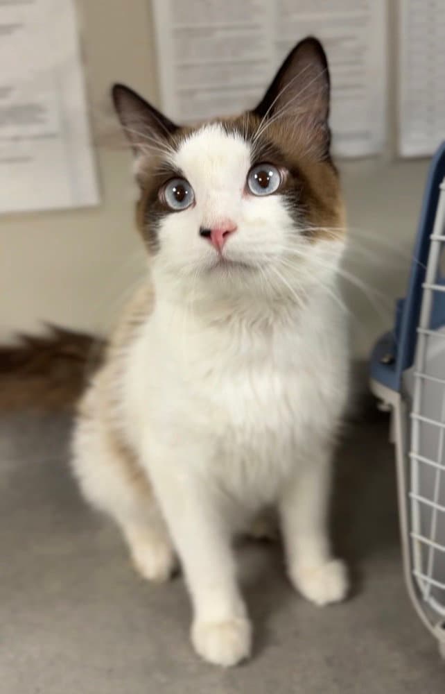 Goober - Domestic Medium Hair