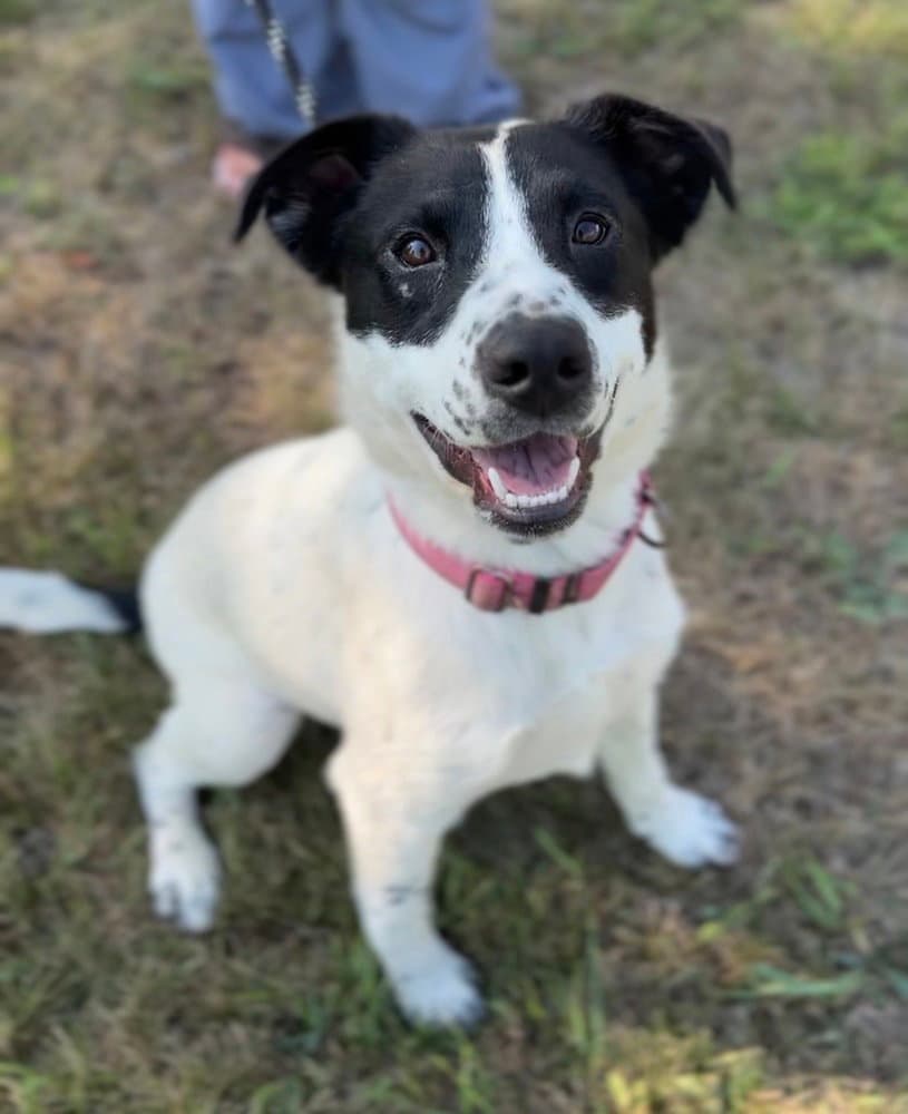 Velma - Australian Shepherd