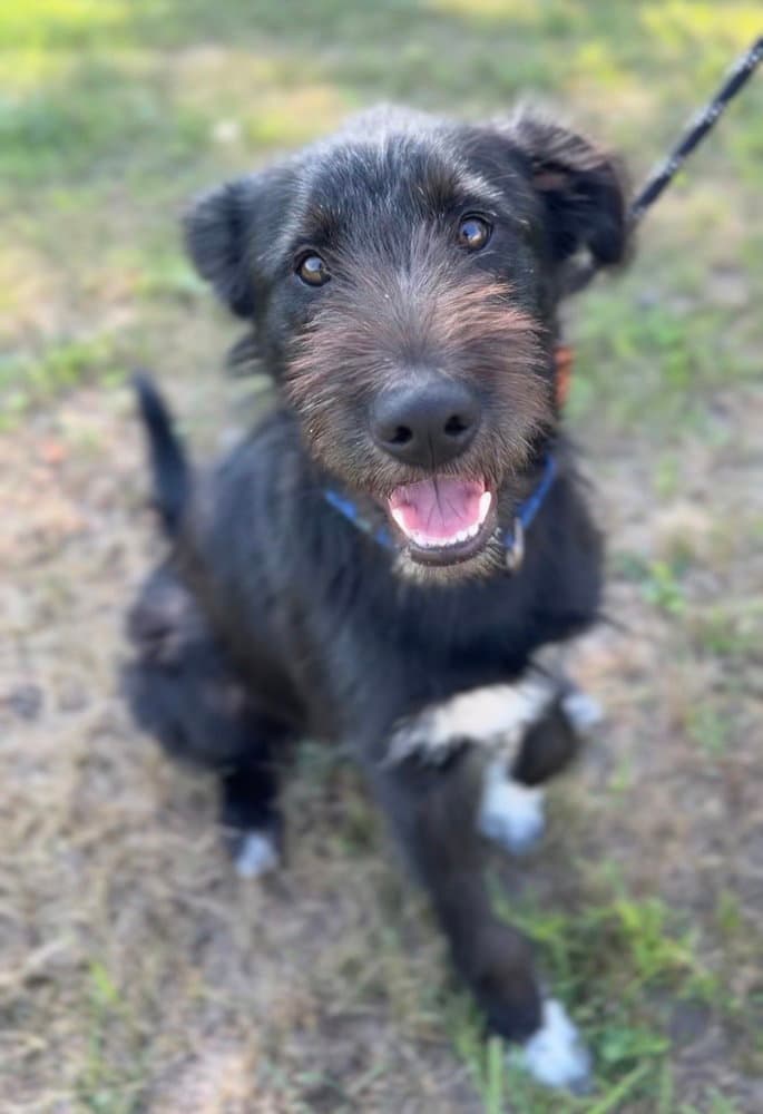 Scooby - Australian Shepherd