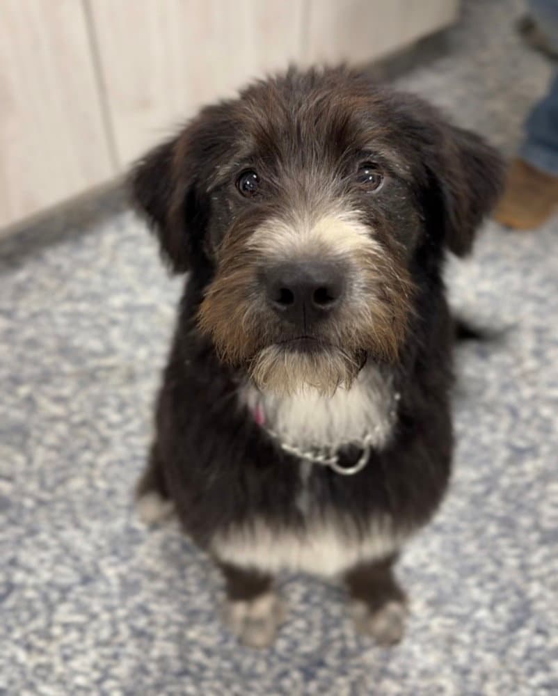 Shaggy - Australian Shepherd