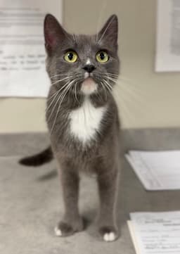 Sam image 1
