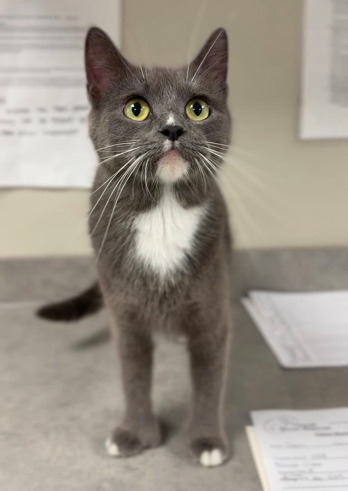 Sam - Domestic Short Hair