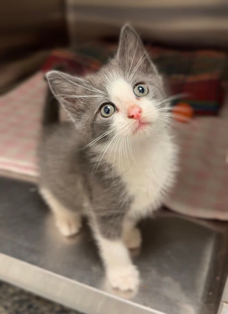 Ham - Domestic Short Hair