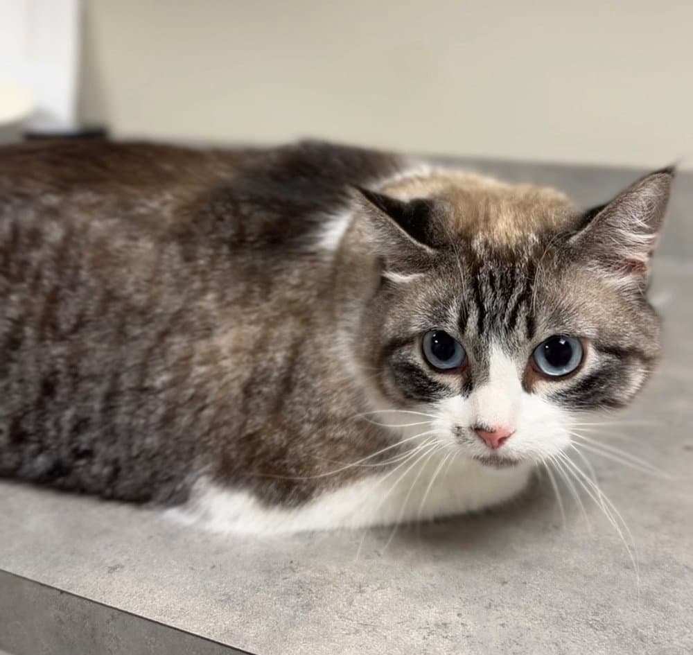 Buttercup - Domestic Short Hair