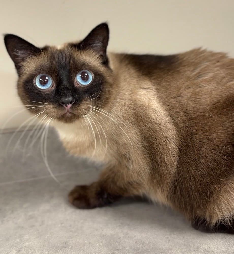 Kiwi - Domestic Short Hair