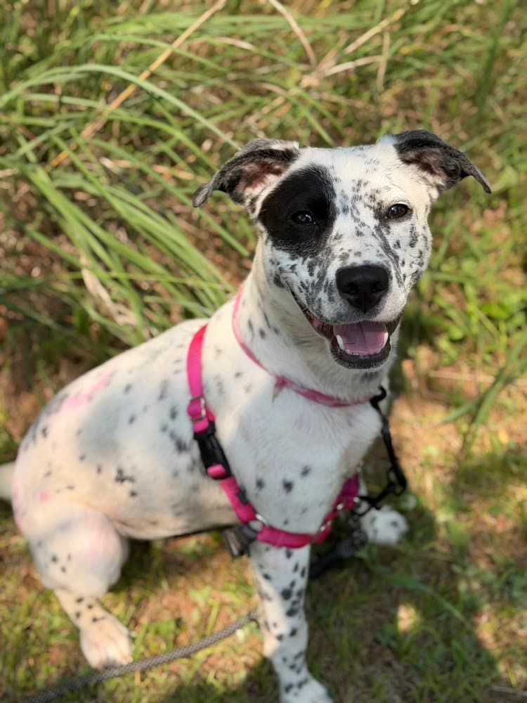 Lyra - Terrier