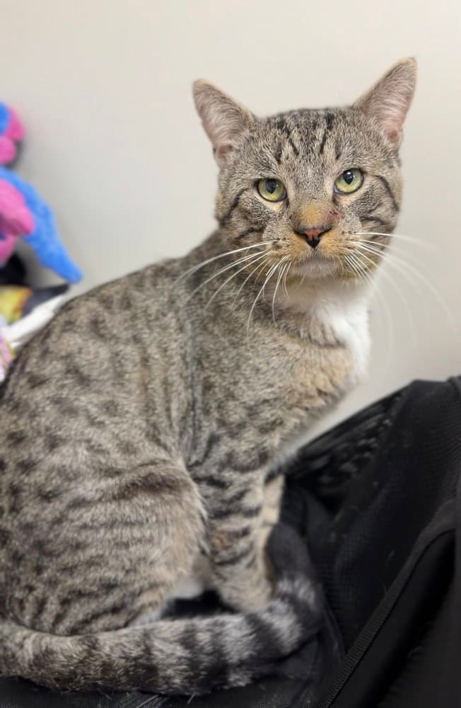 Tommy - Domestic Short Hair