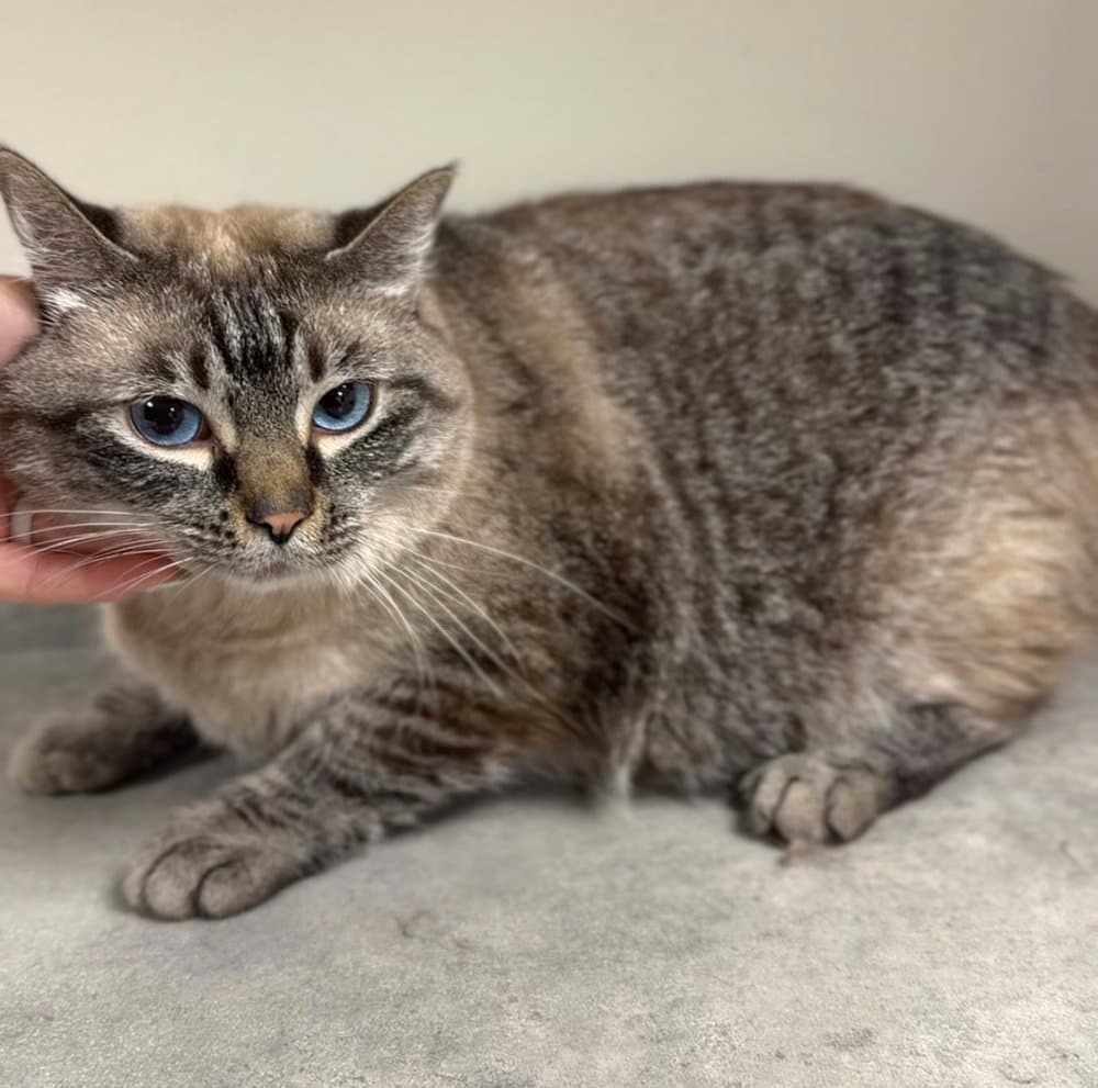 Baby - Domestic Short Hair