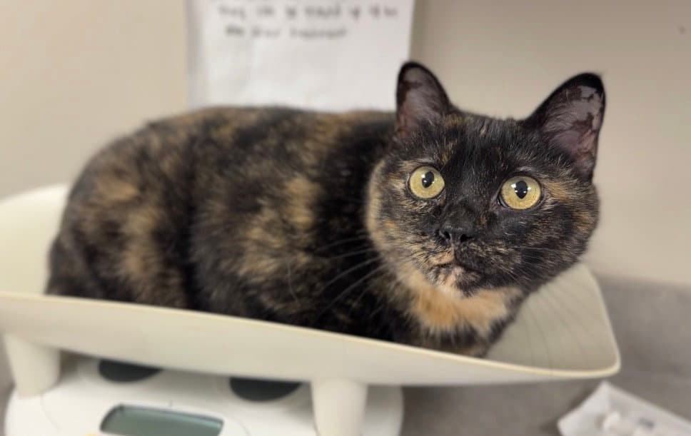 Pretty Mama - Domestic Short Hair