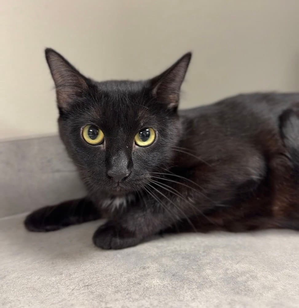 Theodosia - Domestic Short Hair