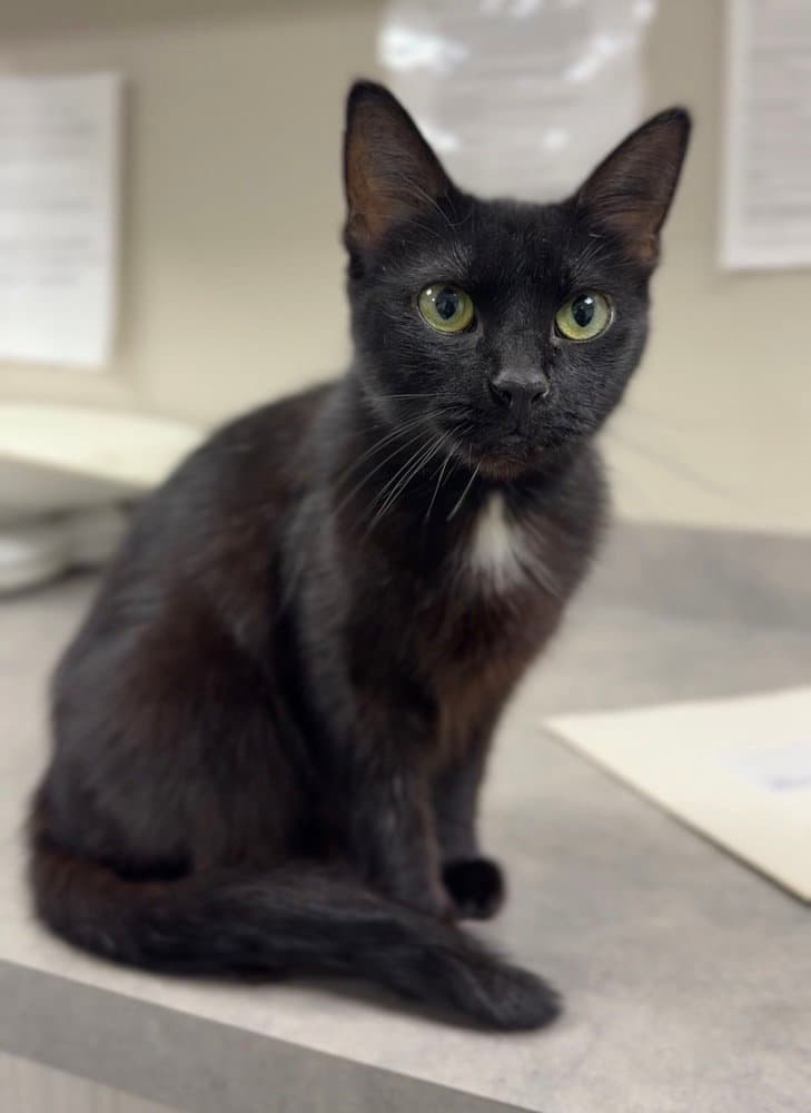 Meow - Domestic Short Hair
