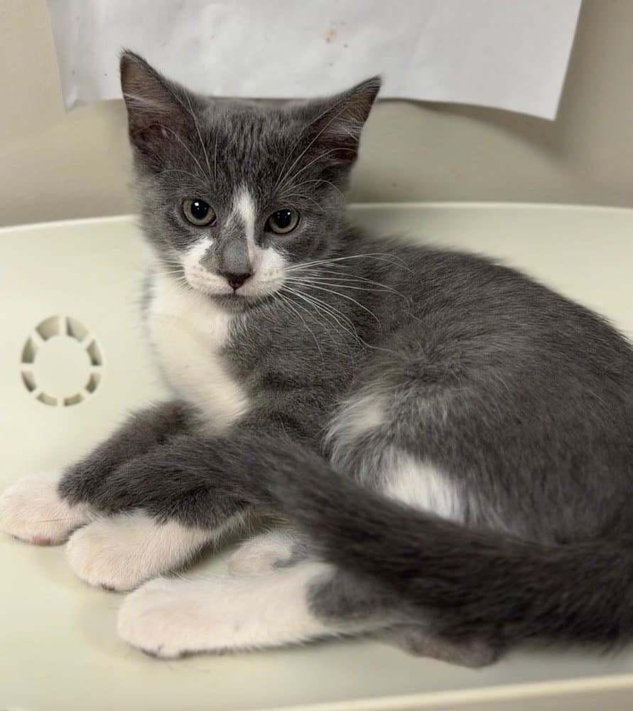 Angelica - Domestic Short Hair