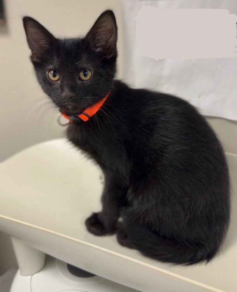 Alexander - Domestic Short Hair