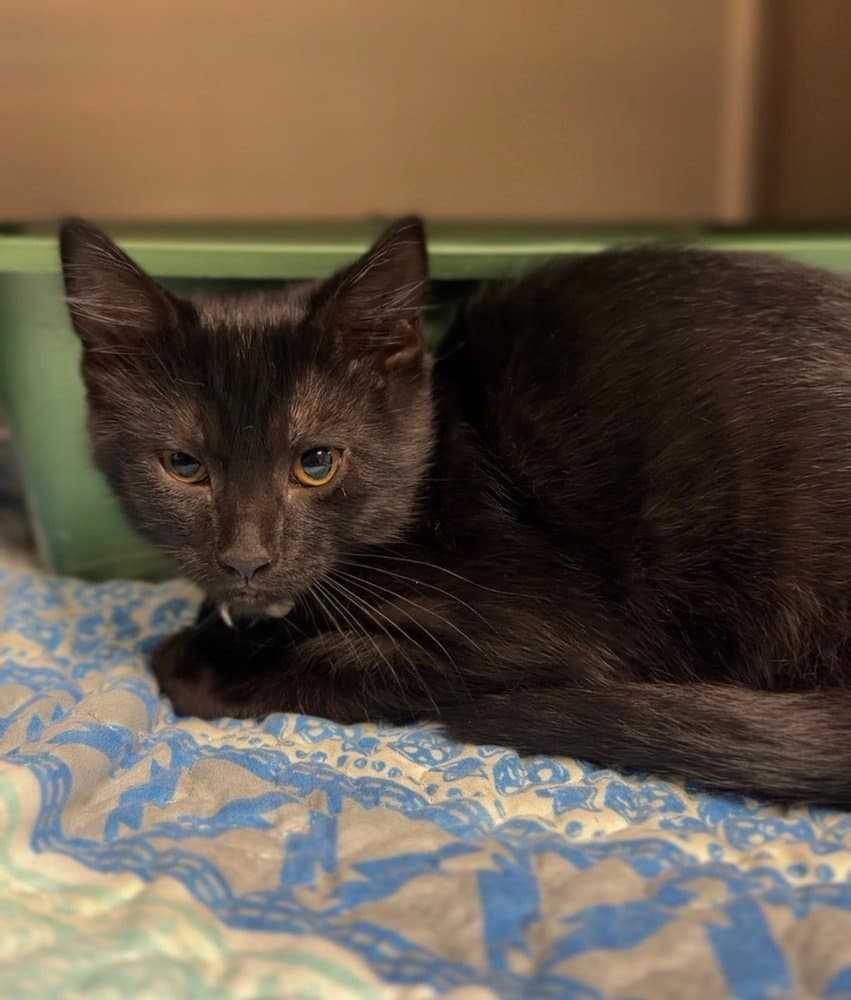 Mulligan - Domestic Short Hair