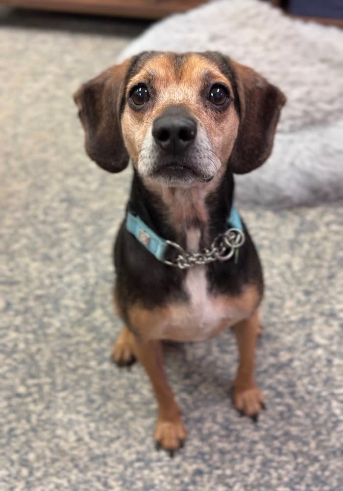Arlo - Beagle