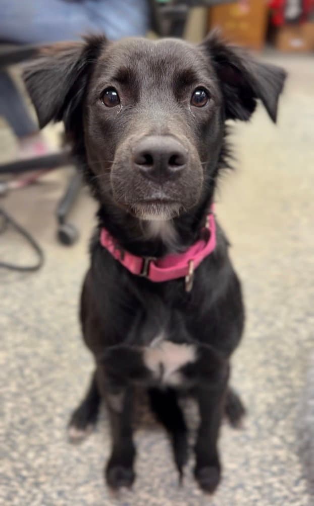 Salem - Terrier